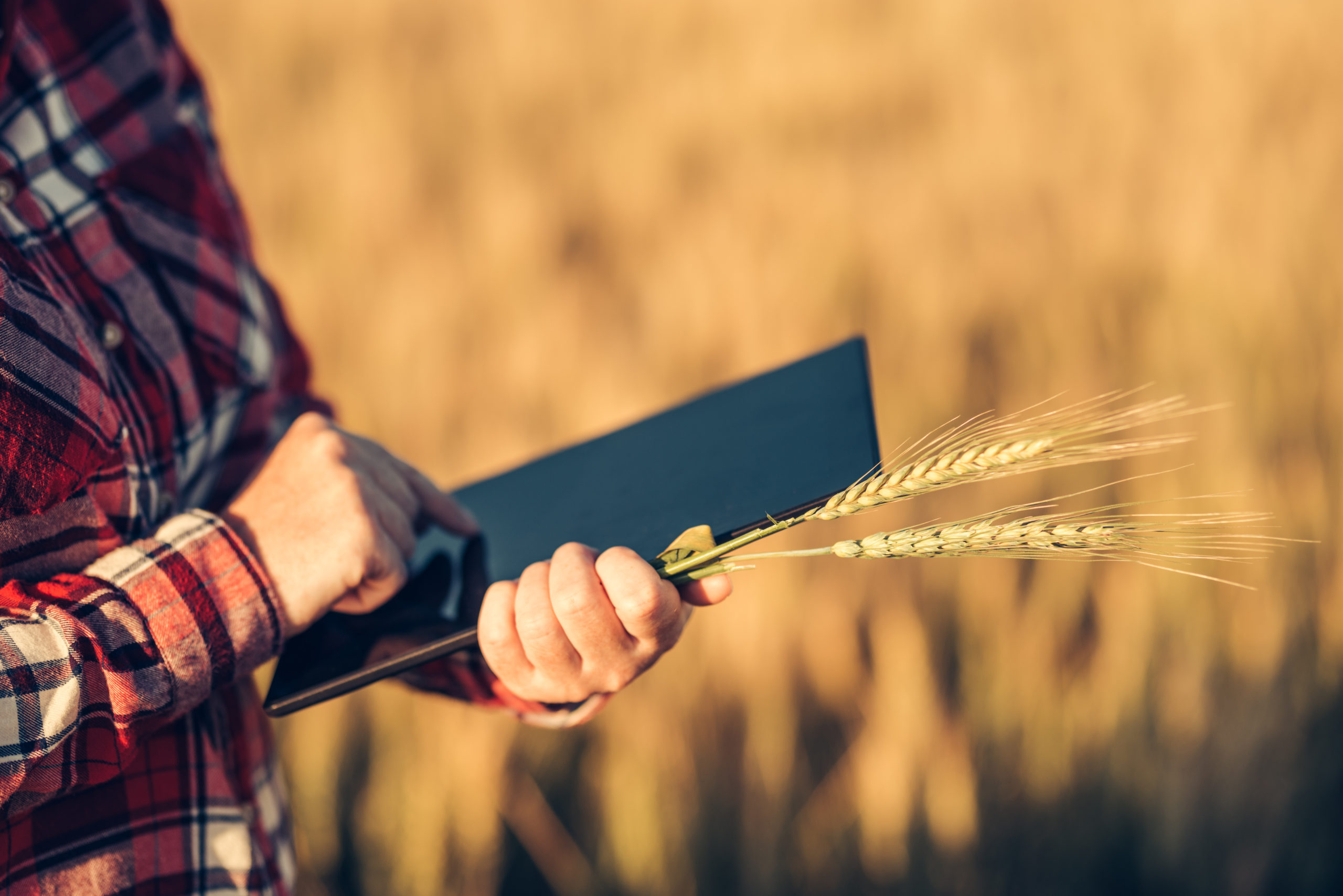 siatka do bel, bale netwrap, belowanie, smart farming, ama-bale, ama bale, siatka do bel, siatka do belowania, belowanie, pole, zbiory, transport bel, belowanie usługowe, siatka do bel dla profesjonalistów, ochrona zbiorów, łatwe belowanie, najlepsza siatka do bel, ochrona UV, amabale, bale net, bale net, baling, field, harvest, bale transport, service baling, bale net for professionals, harvest protection, easy baling, best bale net, UV protection, crone,using modern technologies in agriculture